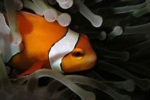 Anemone Clownfish  Nemo