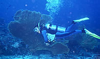 PADI Specialty Diver Courses